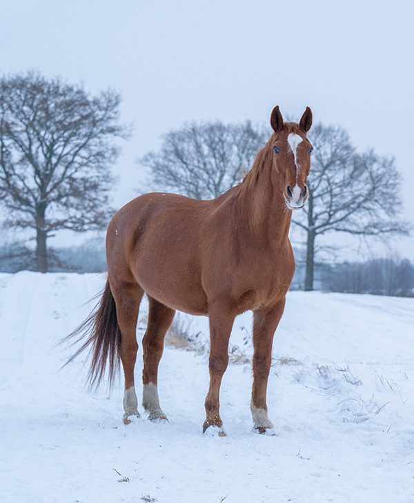 Ein lebhafter Dackel läuft fröhlich einen Schotterweg entlang.