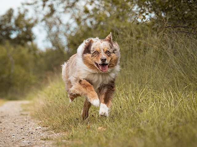 Ein fröhlicher Hund läuft auf einem schmalen Weg durch das Gras.
