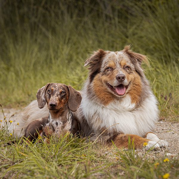 Zwei Hunde liegen entspannt auf dem Boden, einer ist braun gefleckt, der andere ist fluffig.