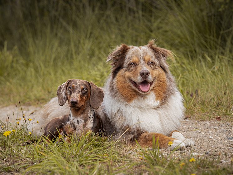 Ein lächelnder Australian Shepherd neben einem kleinen Dackel in einer grünen Wiese.