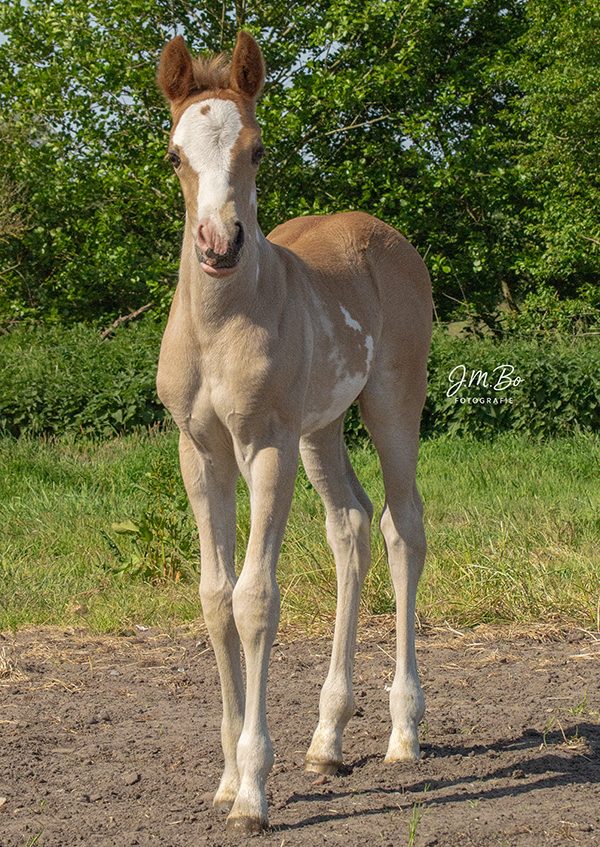 Fohlen steht auf einer Wiese, umgeben von Bäumen und grünem Gras.