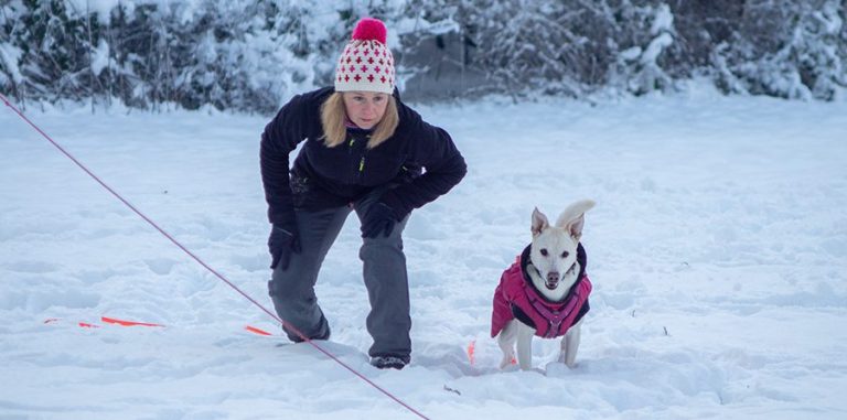 Ein brauner Welpe läuft fröhlich auf einem gepflasterten Weg.
