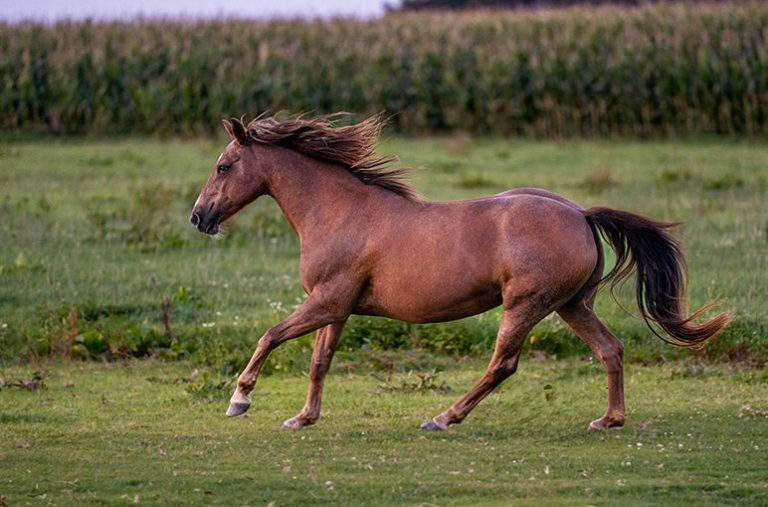 Ein braunes Pferd läuft über eine grüne Wiese, im Hintergrund Felder.