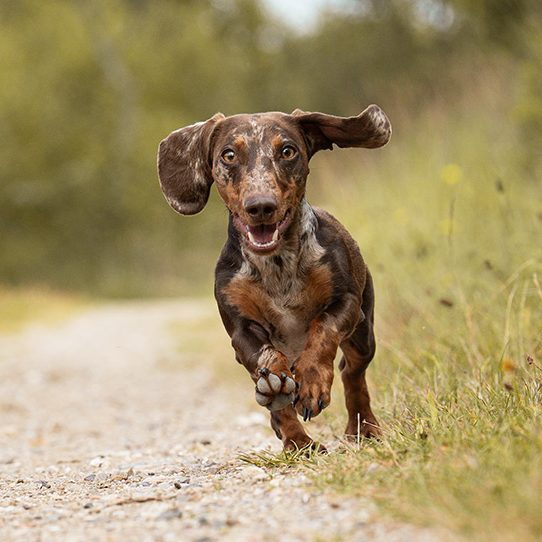 Ein braun-getüpfelter Dackel läuft fröhlich auf einem Weg.
