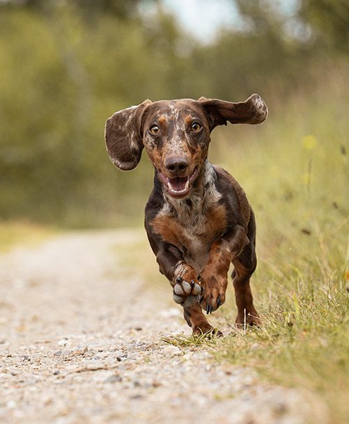 Ein lebhafter Dackel läuft fröhlich einen Schotterweg entlang.
