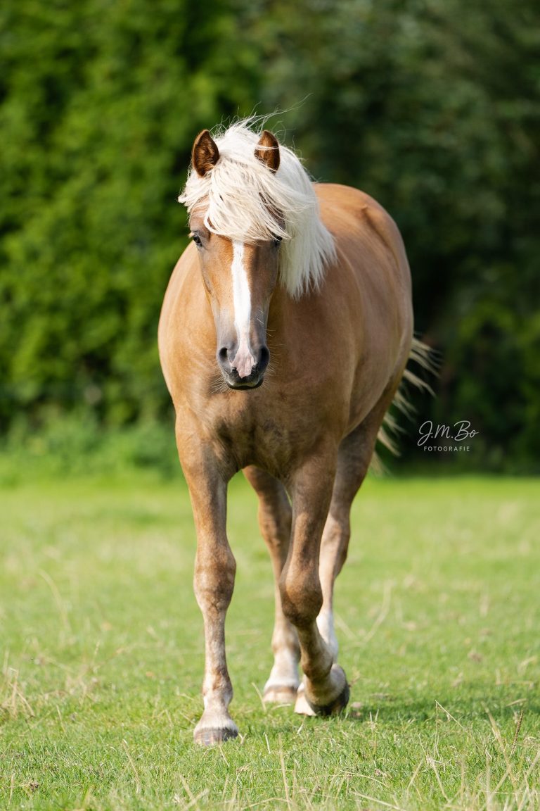 Braunes Pferd mit heller Mähne läuft über eine grüne Wiese.