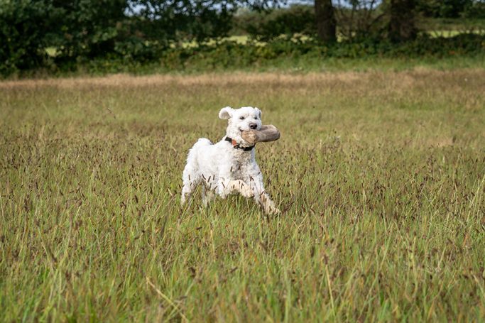 Ein kleiner, weißer Hund läuft fröhlich durch ein grünes Feld.