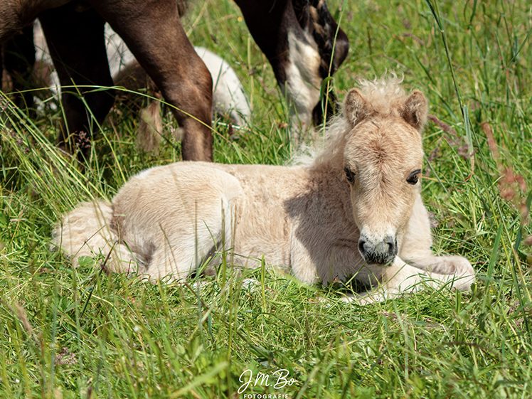 Fohlen liegt im Gras und knabbert an einem Grashalm.