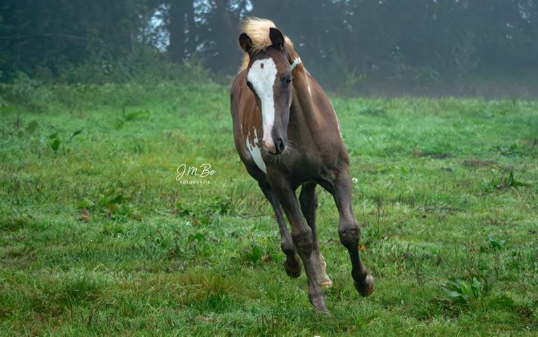 Ein braunes Pferd läuft durch eine grüne Wiese im Nebel.