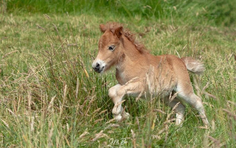 Fohlen springt fröhlich durch hohes, grünes Gras.