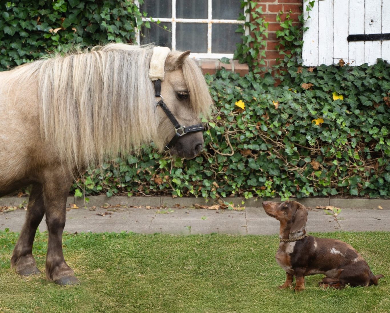 Ein kleines Pony steht neben einem Hund, beide schauen sich neugierig an.