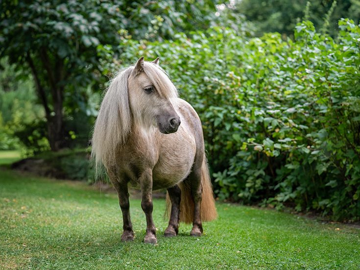 Ein kleines Pony mit langem, hellem Fell steht in einer grünen Wiese.