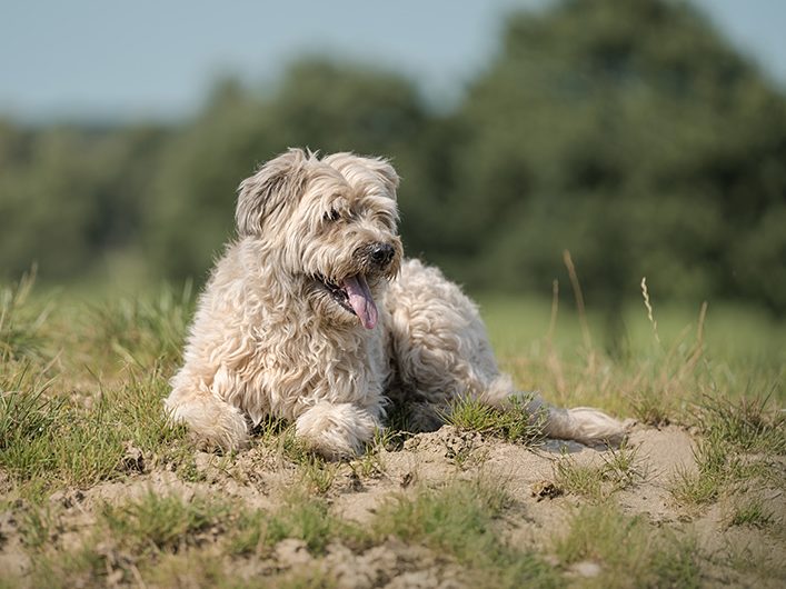 Ein graufarbener Hund liegt auf einer Wiese und schaut entspannt umher.