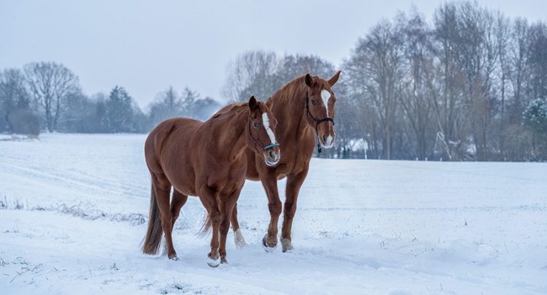 Ein fröhlicher Hund läuft auf einem schmalen Weg durch das Gras.