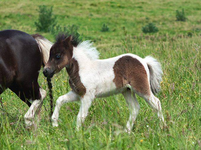 Fohlen mit brauner und weißer Fellzeichnung, das auf einer Wiese neben einem Pony läuft.