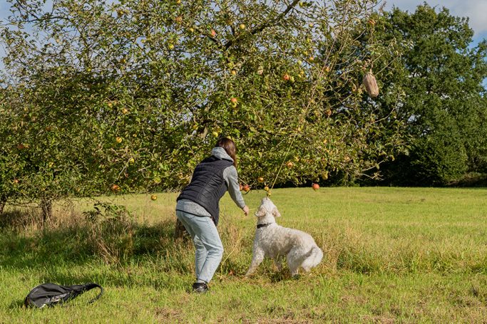 Mensch und Hund versuchen gemeinsam einen Beutel im Apfelbaum zu erbeuten.