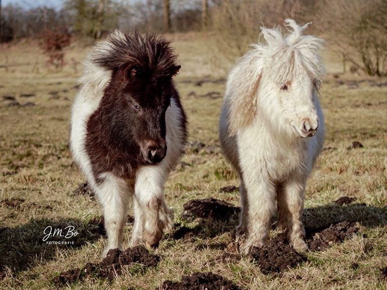 Zwei kleine Ponys, eines schwarz-weiß und das andere weiß, stehen auf einer Wiese.