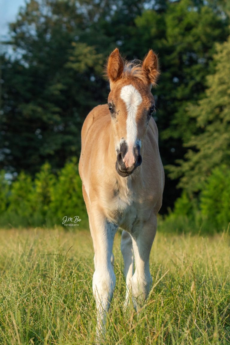 Junges Pferd steht auf einer Wiese umgeben von Bäumen und Grün.