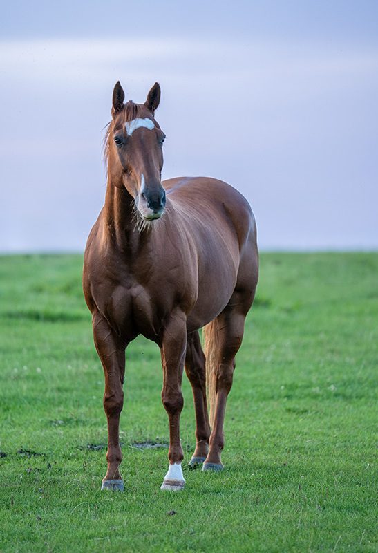 Braunes Pferd steht auf einer grünen Wiese vor einem hellen Himmel.