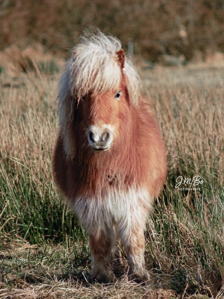 Kleinbraunes Pony mit einer auffälligen Mähne steht auf einer Wiese.