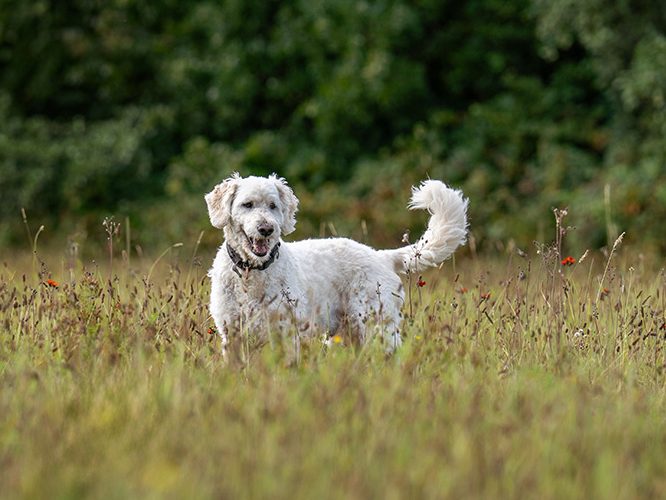 Weißer Hund mit lockigem Fell steht in einer blühenden Wiese.