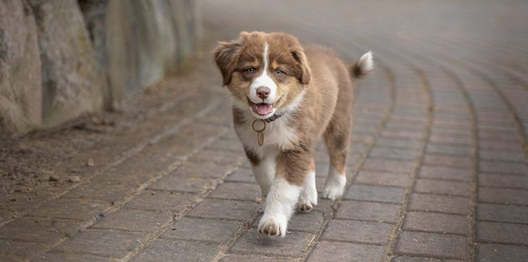 Ein brauner Welpe läuft fröhlich auf einem gepflasterten Weg.