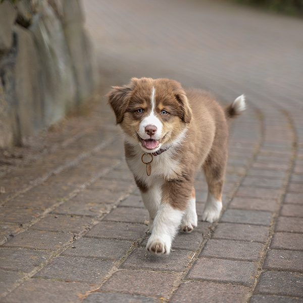 Ein brauner Welpe läuft fröhlich auf einem Weg entlang.